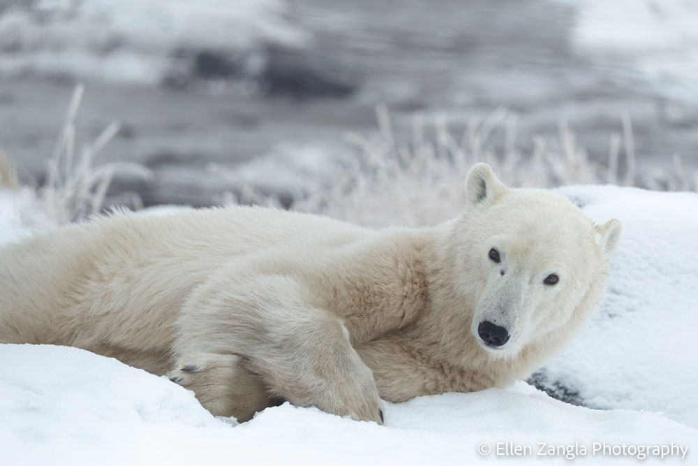 Polar bear waking up at Seal River Heritage Lodge. Ellen Zangla photo.