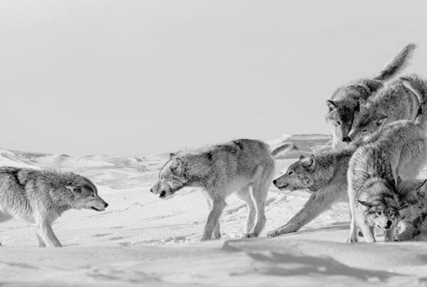 Wolves playing at Nanuk Polar Bear Lodge. Ellen Zangla photo.