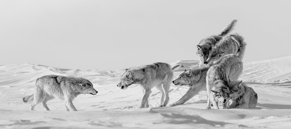 Wolves playing at Nanuk Polar Bear Lodge. Ellen Zangla photo.