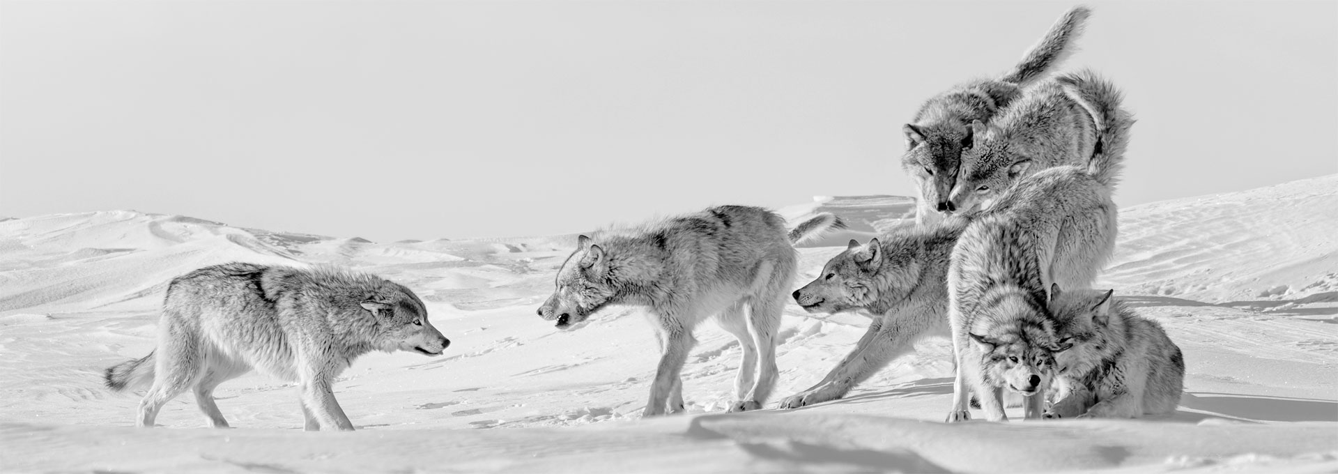 Ellen Zangla Photo of Wolves at Nanuk Polar Bear Lodge Selected for Team USA
