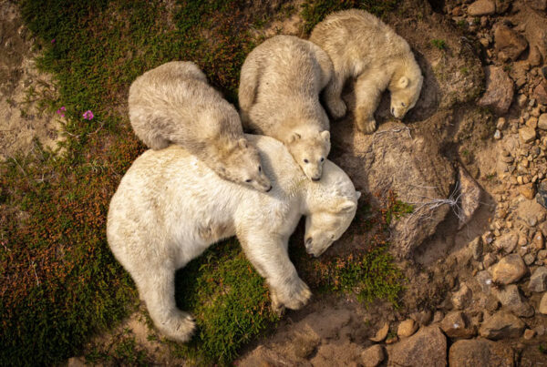 Family Rest: Photo of three polar bear cubs lying down with their mother north of Seal River Heritage Lodge on Canada's Hudson Bay coast. Finalist for the National History Museum's Wildlife Photographer of the Year Nuveen People's Choice Award. Photo by Christopher Paetkau.