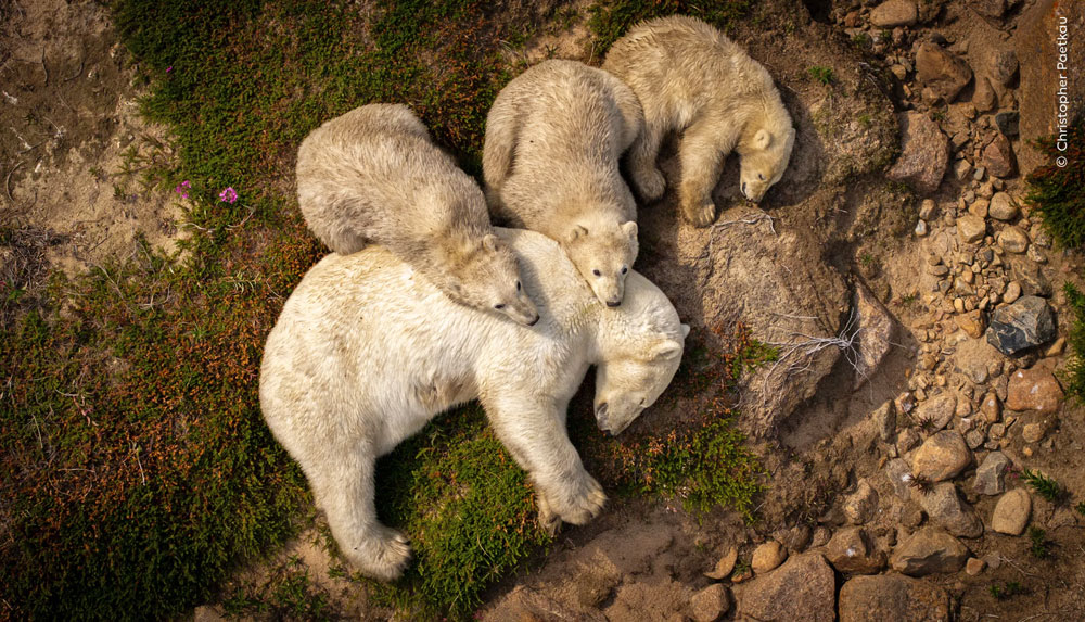 Family Rest: Photo of three polar bear cubs lying down with their mother north of Seal River Heritage Lodge on Canada's Hudson Bay coast. Finalist for the Natural History Museum's Wildlife Photographer of the Year Nuveen People's Choice Award. Photo by Christopher Paetkau.
