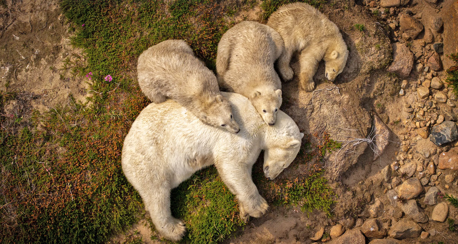 Family Rest: Photo of Mom with Triplets at Seal River Nominated for Nuveen People’s Choice Award