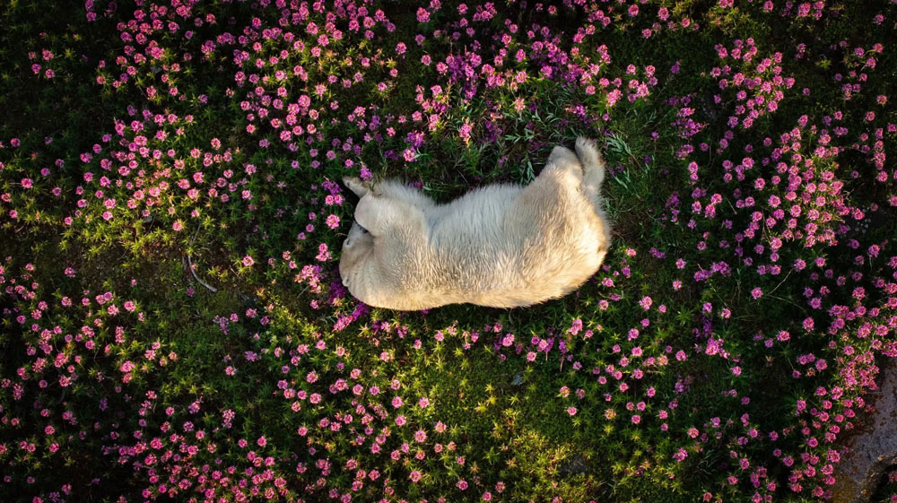 Polar Bear Amid Fireweed Blooms. 2024 Photography of the Year winner. The Nature Photography Contest. Christopher Paetkau photo.