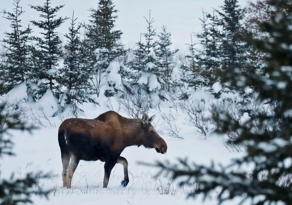Moose in the snowy boreal forest at Nanuk Polar Bear Lodge. Emma Dickins photo.