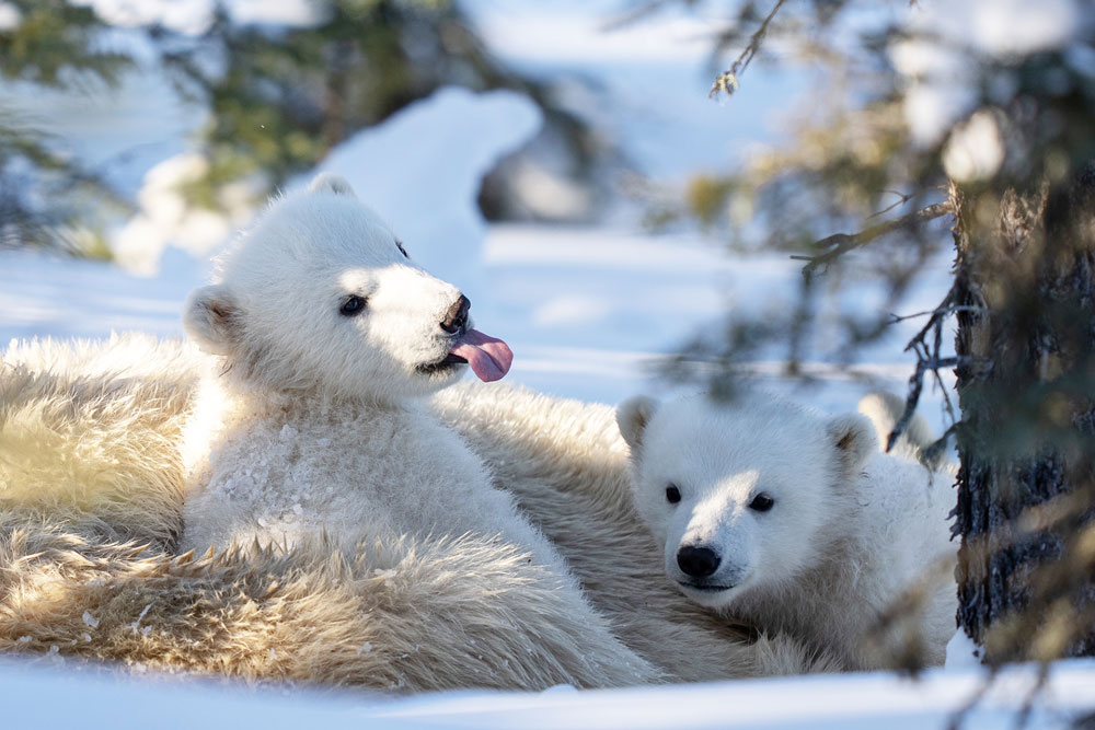 Cute polar bear cubs. Nanu Polar Bear Lodge. Fabienne Jansen / ArcticWild.net photo.