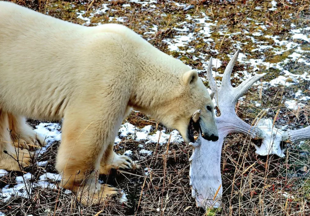Polar bear gnawing on a moose antler at Nanuk Polar Bear Lodge. Emma Dickins photo.