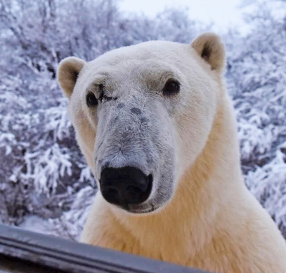 Polar bear Scarbrow at the window at Churchill Wild's Dymond Lake Ecolodge.