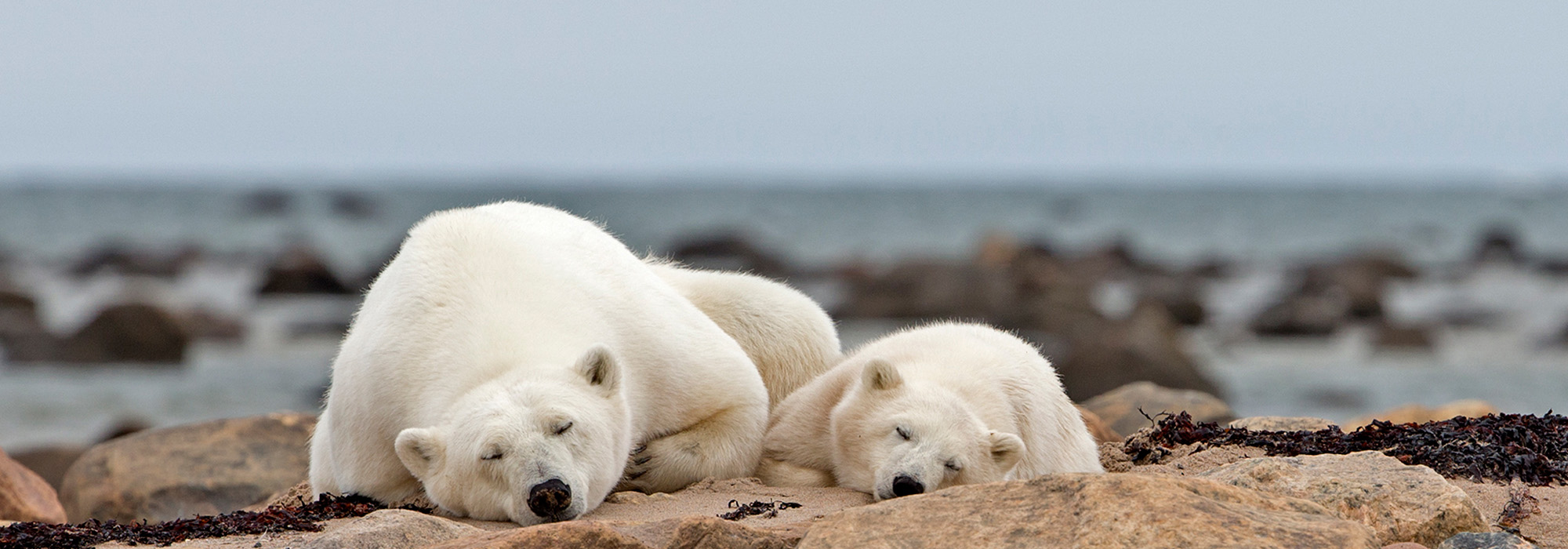Sleepy mom and cub. Seal River Heritage Lodge. Jianguo Xie photo.