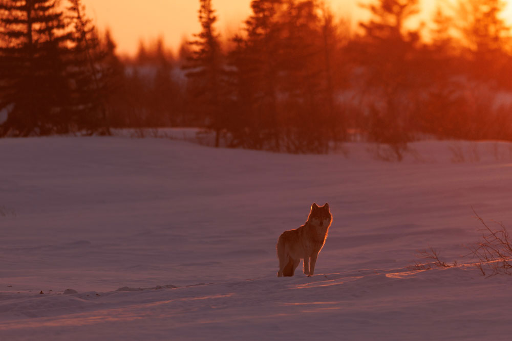 Backlit wolf at sunset at Churchill Wild's Nanuk Polar Bear Lodge. Cloud Wolves of the Kaska Coast safari. March 2026. Ellen Zangla photo.