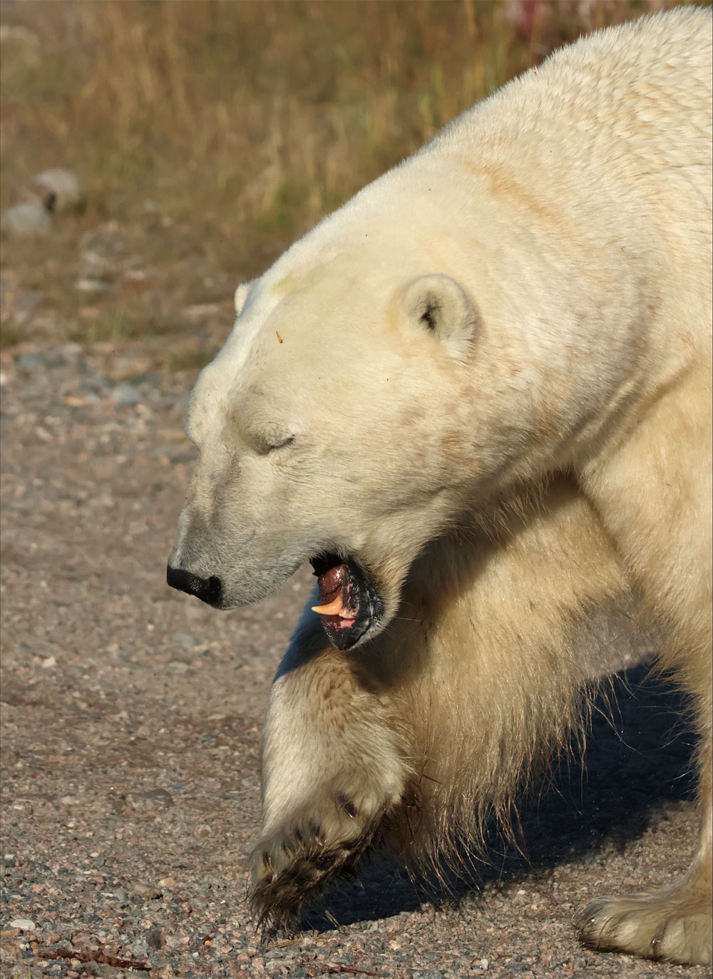 Big polar bear on the move at Seal River Heritage Lodge. Shayna Plett photo.