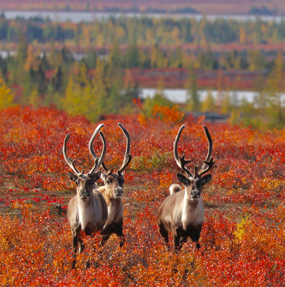 Three caribou in fall colours. Schmock Lake Tundra Camp. Arctic Safari. Seal River Heritage Lodge. Shayna Plett photo.