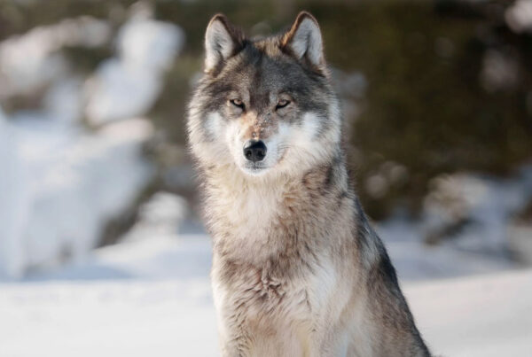 Portrait of a Cloud Wolf. Nanuk Polar Bear Lodge. Hannah Rheaume photo. Click image for Fine Art Print from HannahsCamera.com.