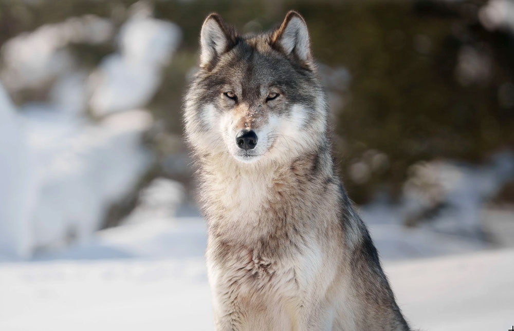 Portrait of a Cloud Wolf. Nanuk Polar Bear Lodge. Hannah Rheaume photo. Click image for Fine Art Print from HannahsCamera.com.