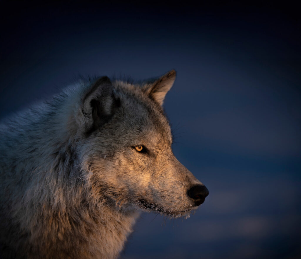 wolf photo by Jad Davenport