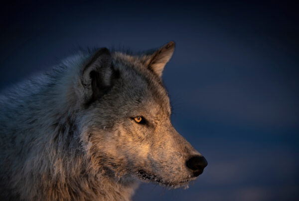 wolf photo by Jad Davenport