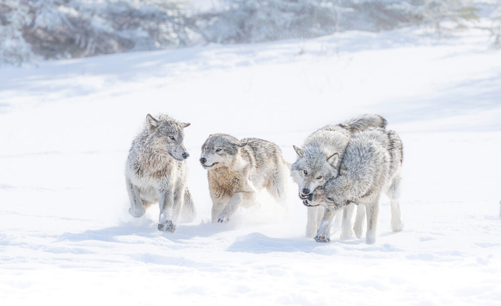 Wolf pack playing at Nanuk Polar Bear Lodge.