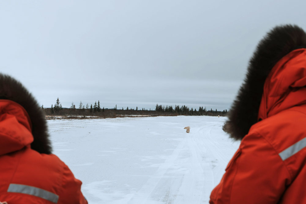 Polar bear approaches guests at Nanuk Polar Bear Lodge as another bear follows. Hannah Rheaume photo.