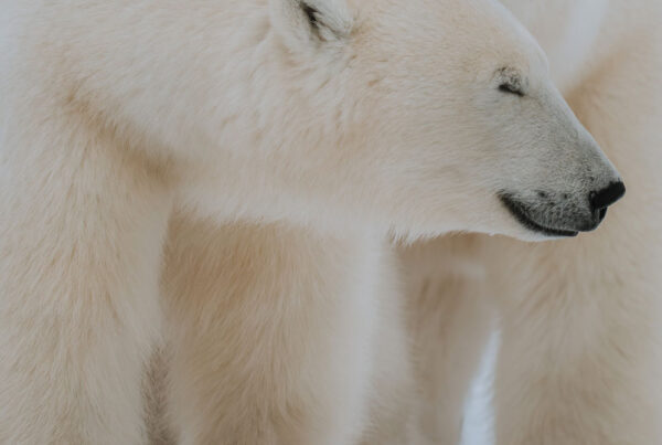 Polar bear friends at Nanuk Polar Bear Lodge. Hannah Rheaume photo.
