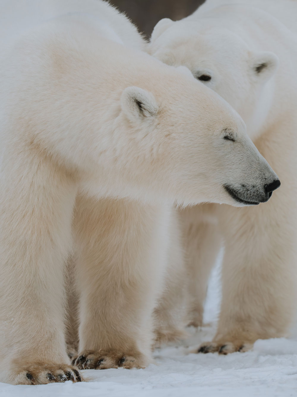 Polar bear friends at Nanuk Polar Bear Lodge. Hannah Rheaume photo.