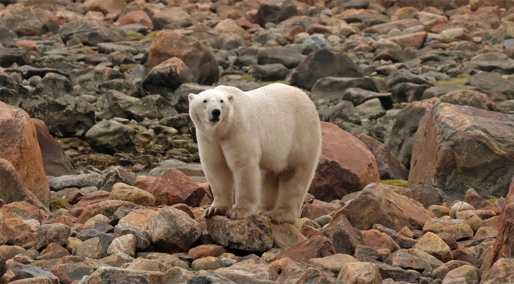 Polar bear posing on the rocky coast at Seal River Heritage Lodge. Shayna Plett photo