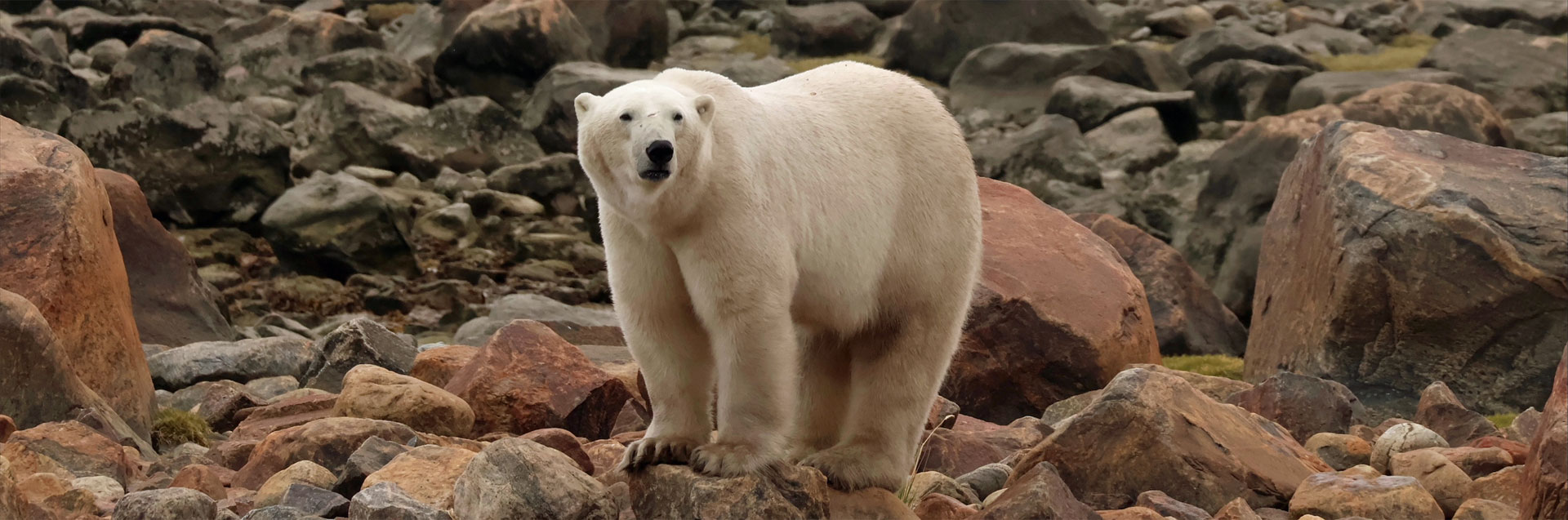 A Polar Bear Guide, 15 Years in the Making