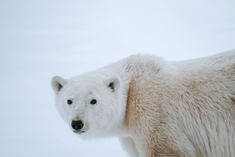 Polar bear looking guests in the eyes at Nanuk Polar Bear Lodge. Hannah Rheaume photo.