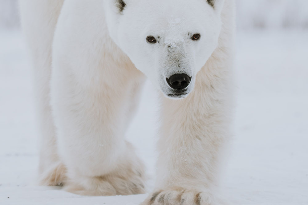 A young polar bear who kept coming back to Nanuk Polar Bear Lodge. Hannah Rheaume photo.