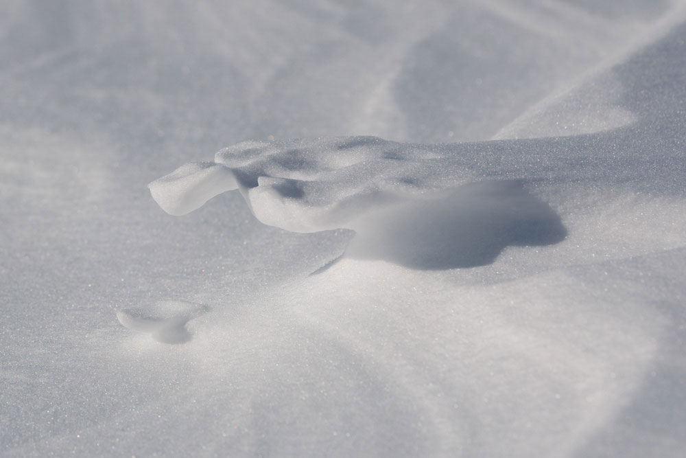 Enlarged raised wolf footprint in the snow at Churchill Wild's Nanuk Polar Bear Lodge. Cloud Wolves of the Kaska Coast safari. March 2026. Ellen Zangla photo.