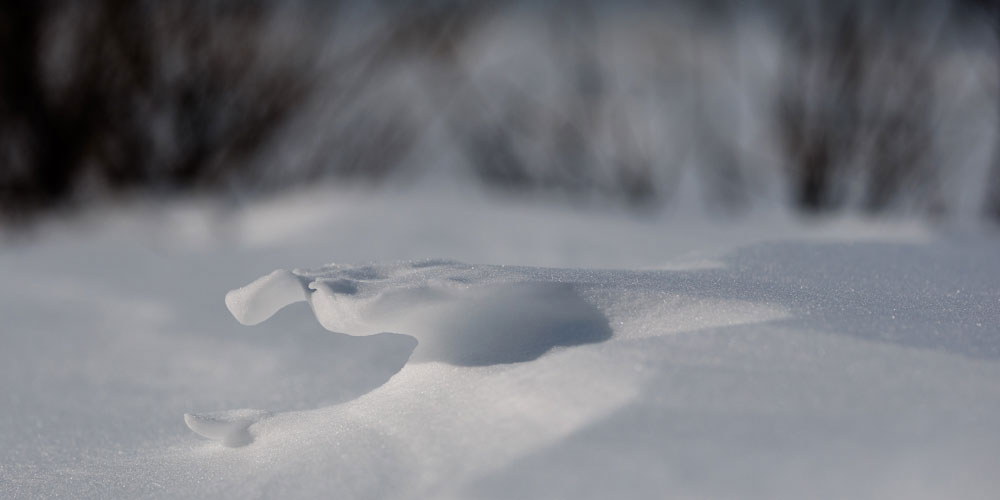 A rare raised wolf footprint in the snow at Churchill Wild's Nanuk Polar Bear Lodge. Cloud Wolves of the Kaska Coast safari. March 2026. Ellen Zangla photo.
