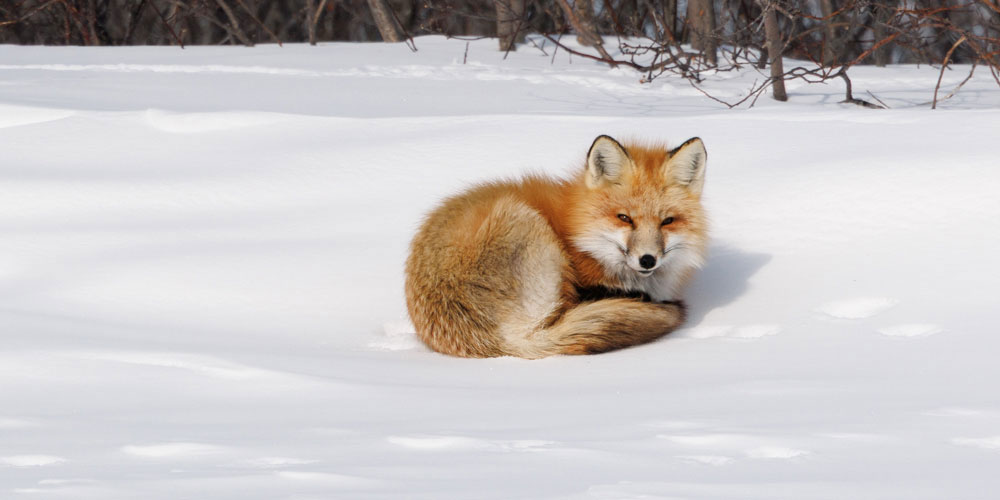 Red fox curled up in the snow at Churchill Wild's Nanuk Polar Bear Lodge. Cloud Wolves of the Kaska Coast safari. March 2026. Ellen Zangla photo.
