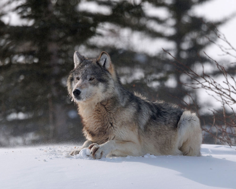 Beautiful resting wolf in the snow, with ice on her face, and a ball of food under her paw, at Churchill Wild's Nanuk Polar Bear Lodge. Cloud Wolves of the Kaska Coast safari. March 2026. Ellen Zangla photo.
