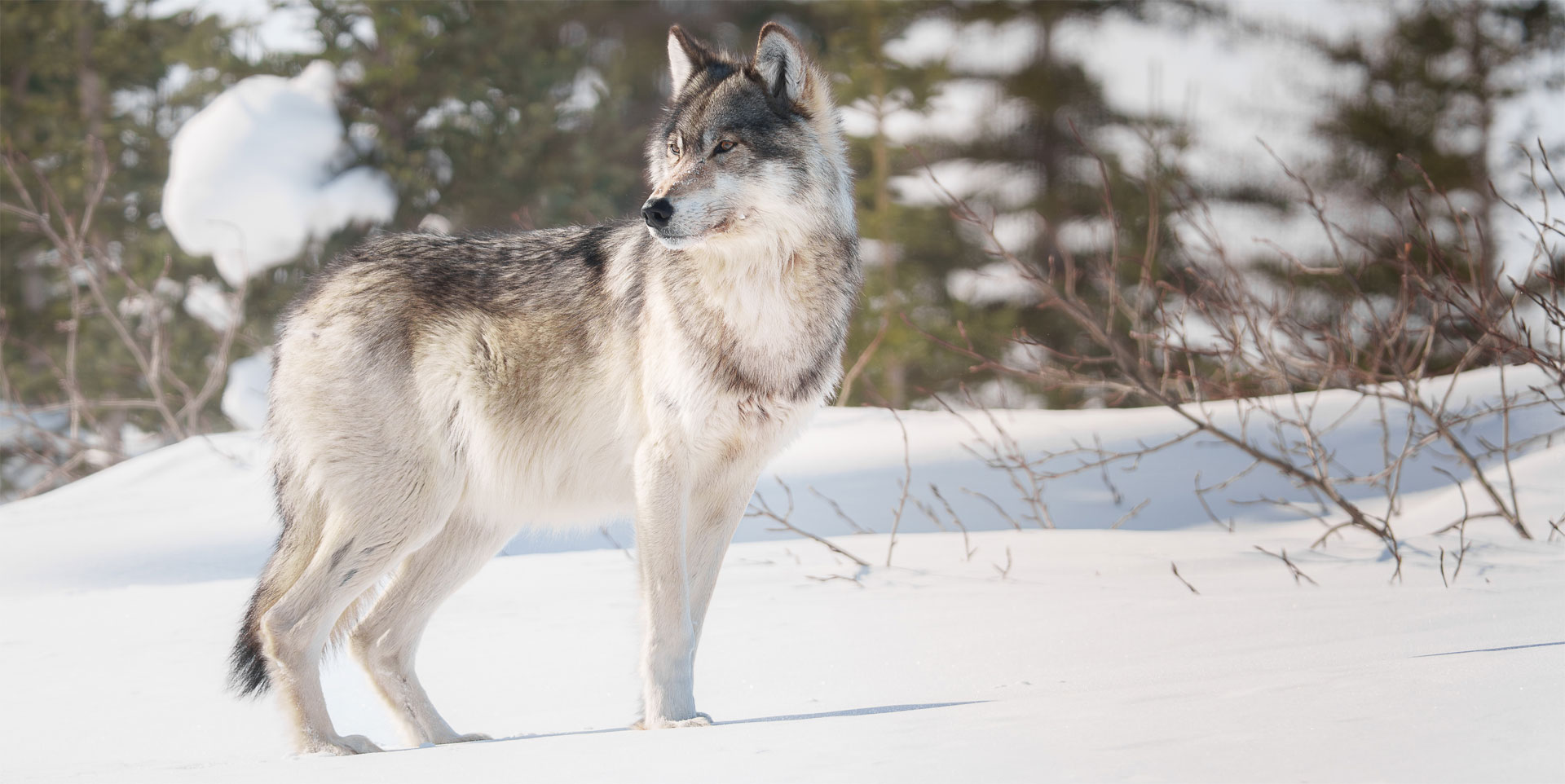 Hannah Rheaume Finds Her Wolf at Nanuk Polar Bear Lodge