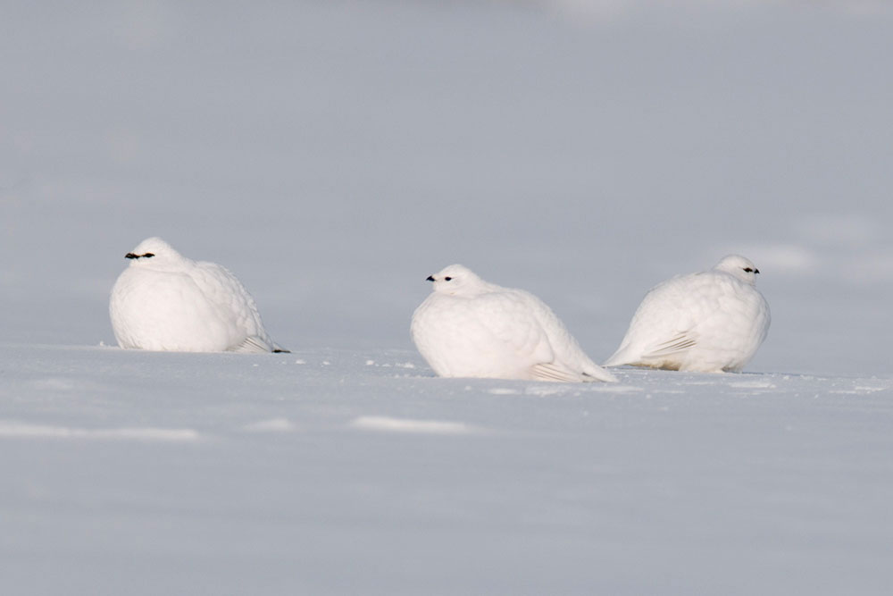 Three ptarmigans together in the snow at Churchill Wild's Nanuk Polar Bear Lodge. Cloud Wolves of the Kaska Coast safari. March 2026. Ellen Zangla photo.