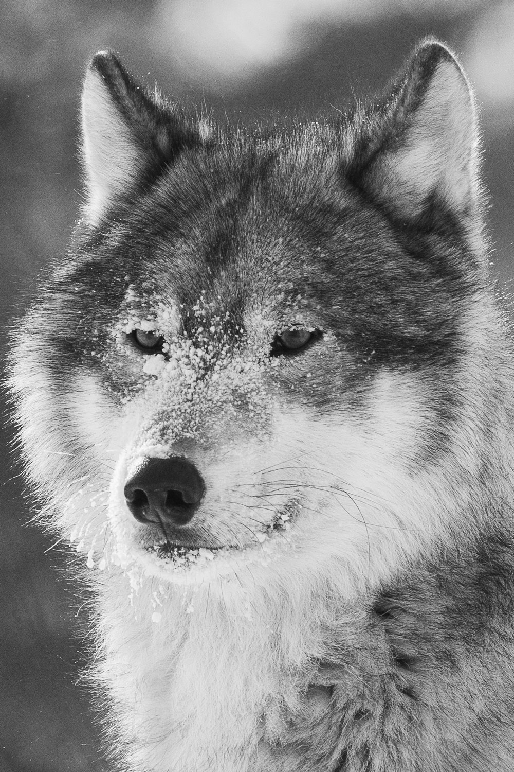 The eyes are the window to the soul. Wolf face close-up in black and white at Nanuk Polar Bear Lodge. Hannah Rheaume photo.