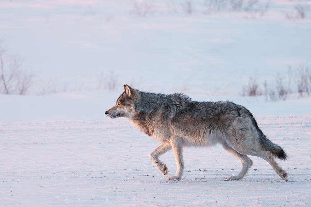 Wolf on the runway at Nanuk Polar Bear Lodge. Hannah Rheaume photo.
