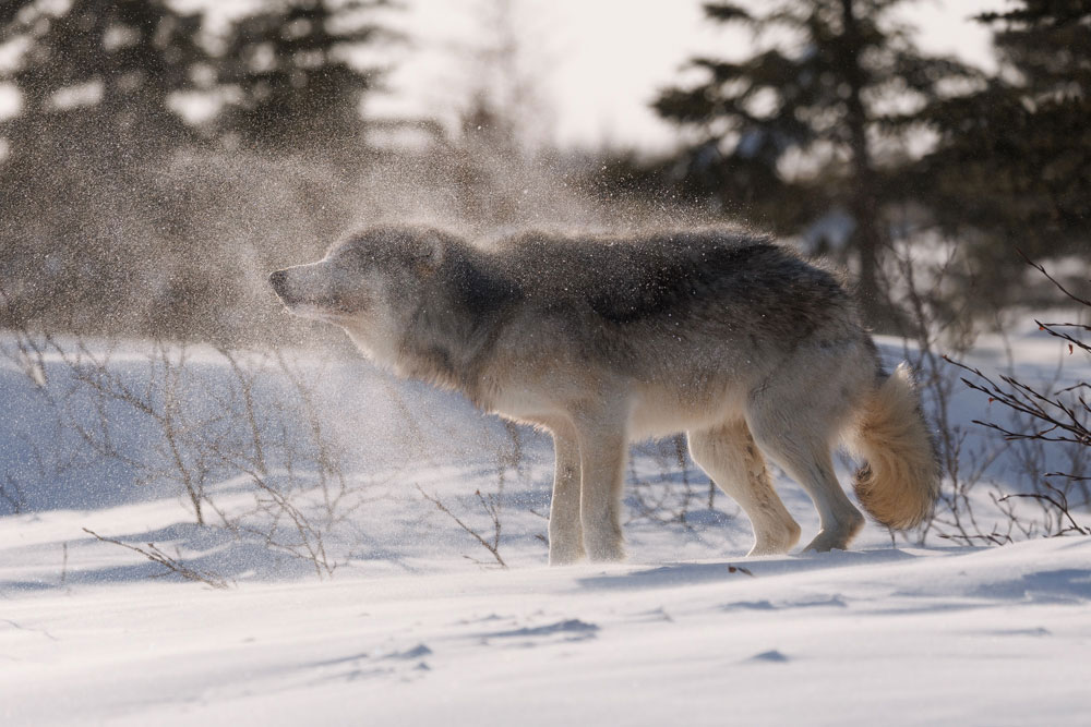 Wolf shaking off snow at Churchill Wild's Nanuk Polar Bear Lodge. Cloud Wolves of the Kaska Coast safari. March 2026. Ellen Zangla photo.