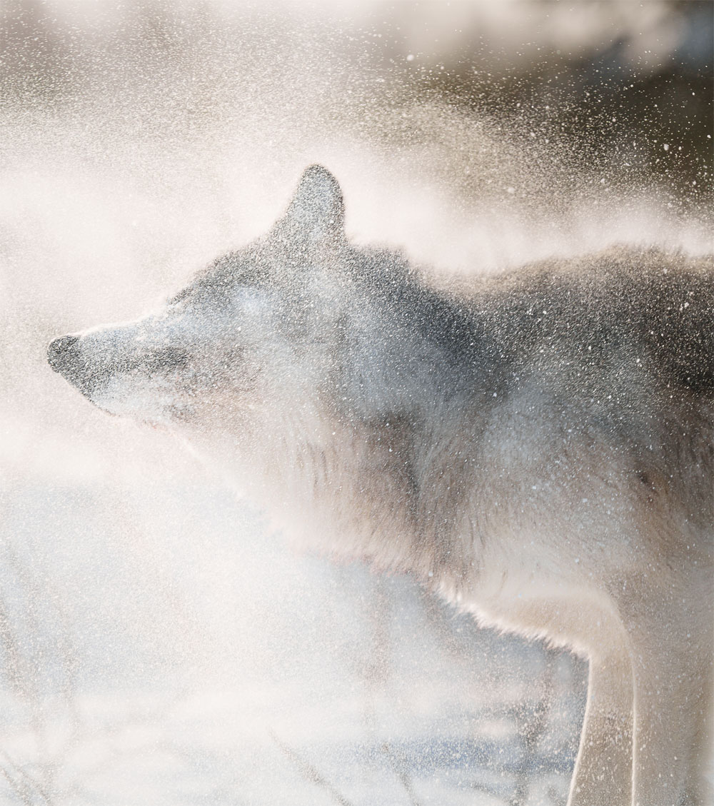 Wolf shaking snow off at Nanuk Polar Bear Lodge. Hannah Rheaume photo.