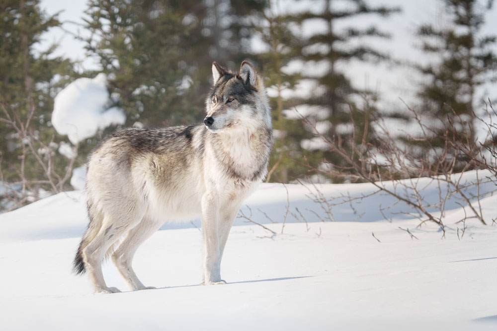 Wolf watching guests at Nanuk Polar Bear Lodge. Hannah Rheaume photo.
