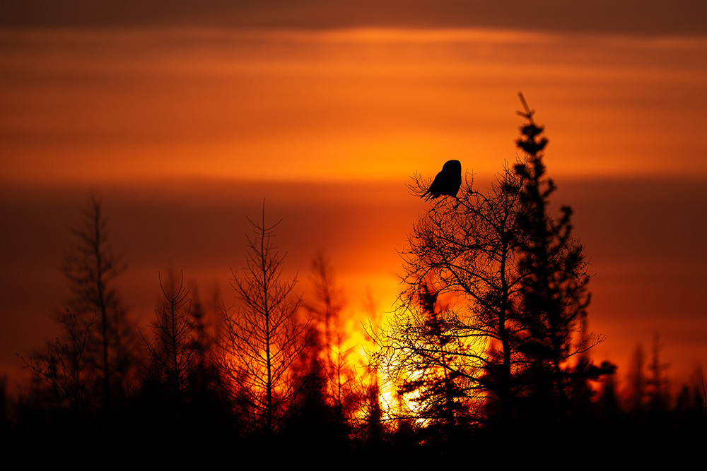 1st Place - Landscape - Fabienne Jansen - Polar Bear Photo Safari - Nanuk Polar Bear Lodge 