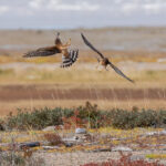 1st Place - Other Wildlife - Carl Jappe - Hudson Bay Odyssey - Nanuk Polar Bear Lodge