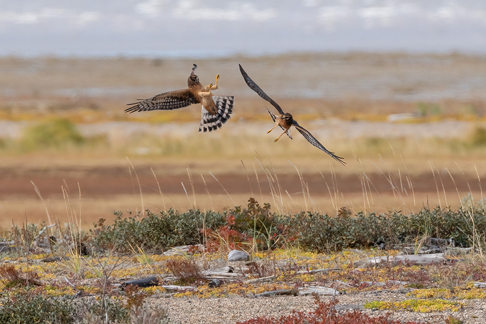 1st Place - Other Wildlife - Carl Jappe - Hudson Bay Odyssey - Nanuk Polar Bear Lodge