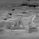 1st place - Polar Bear - Eric Threlfall - Polar Bear Photo Safari - Seal River Heritage Lodge