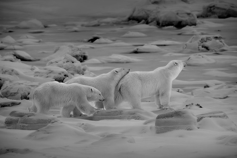 1st place - Polar Bear - Eric Threlfall - Polar Bear Photo Safari - Seal River Heritage Lodge