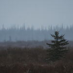 2nd Place - Landscape - Hannah Rheaume - Cloud Wolves of the Kaska Coast - Nanuk Polar Bear Lodge