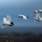 2nd Place - Other Wildlife - Kendall Benner - Polar Bear Photo Safari - Seal River Heritage Lodge