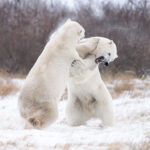 2nd Place - Polar Bear - Ginger Barger - Polar Bear Photo Safari - Nanuk Polar Bear Lodge
