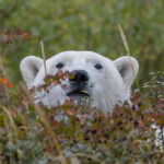3rd Place - Polar Bear - Carl Jappe - Hudson Bay Odyssey - Nanuk Polar Bear Lodge
