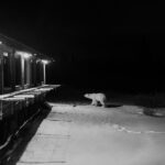 3rd Place - Lodge - Hannah Rheaume - Cloud Wolves of the Kaska Coast - Nanuk Polar Bear Lodge