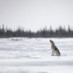 3rd Place - Other Wildlife - Fabienne Jansen - Polar Bear Photo Safari - Nanuk Polar Bear Lodge